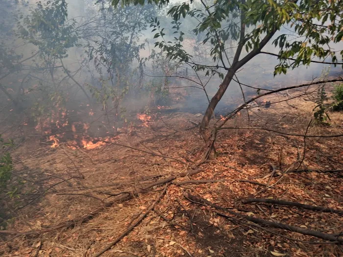 Incendiu pădure, Sursa: E Bihoreanul