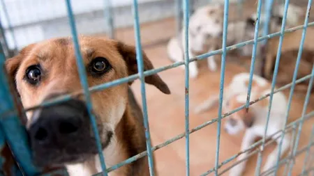 O femeie din Argeș a murit după ce a fost mușcată de un câine fără stăpân