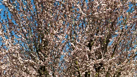 Vremea, 25 martie: Temperaturi de până la 25 de grade Celsius în unele zone și ploi slabe pe arii restrânse
