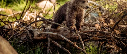 O ursoaică cu trei pui jucăuşi s-au plimbat pe o şosea din Neamţ