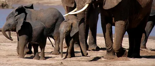 Google ''mută'' Street View printre elefanți: cum poți vedea ce se întâmplă în rezervația kenyană Samburu