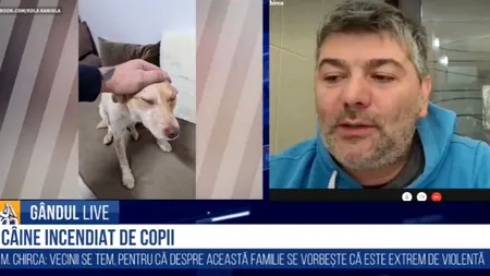GÂNDUL LIVE. Marius Chirca despre starea câinelui, ars la Buzău: Câinele era ”stană de piatră”. Când mă apropiam de el, tremura necontrolat | Pentru copiii respectivi este o plăcere sadică
