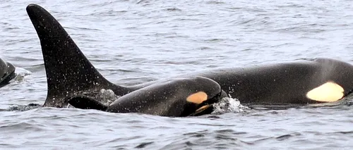 Eșuarea misterioasă a 30 de balene din Alaska