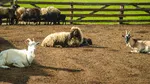 Un fermier care are doar zece animale a găsit rețeta de succes în AFACERI. Produsele sale sunt căutate de mulți