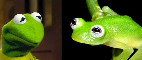 Cercetătorii au descoperit că personajul Kermit din „Muppets există în realitate. Noua specie găsită în Costa Rica
