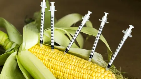 Porumbul modificat genetic, vândut de SUA, respins de statele lumii. Anunț categoric făcut de un președinte: „Preferăm sănătatea”