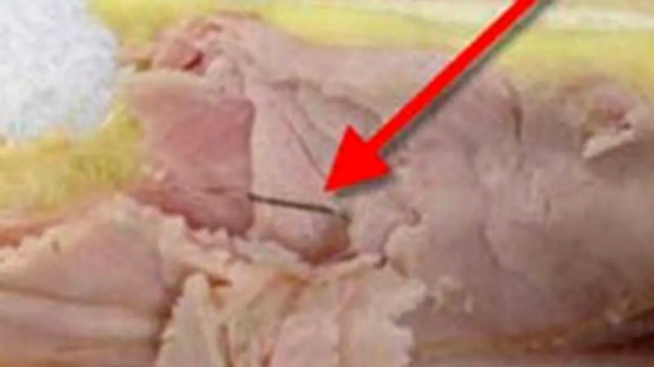 Ce au găsit pasagerii Delta Air Lines în sendvișurile servite în avion. FBI a început o anchetă