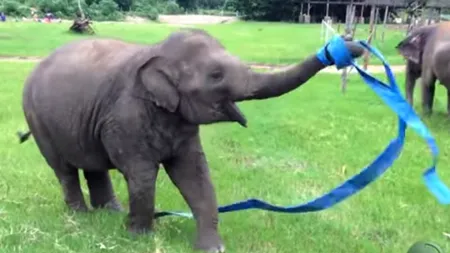 Cum se joacă un pui de elefant cu o panglică