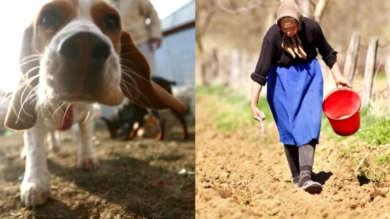 Taxa pe câine și pe pârloagă. Impozitele care ne amenință portofelul în 2013