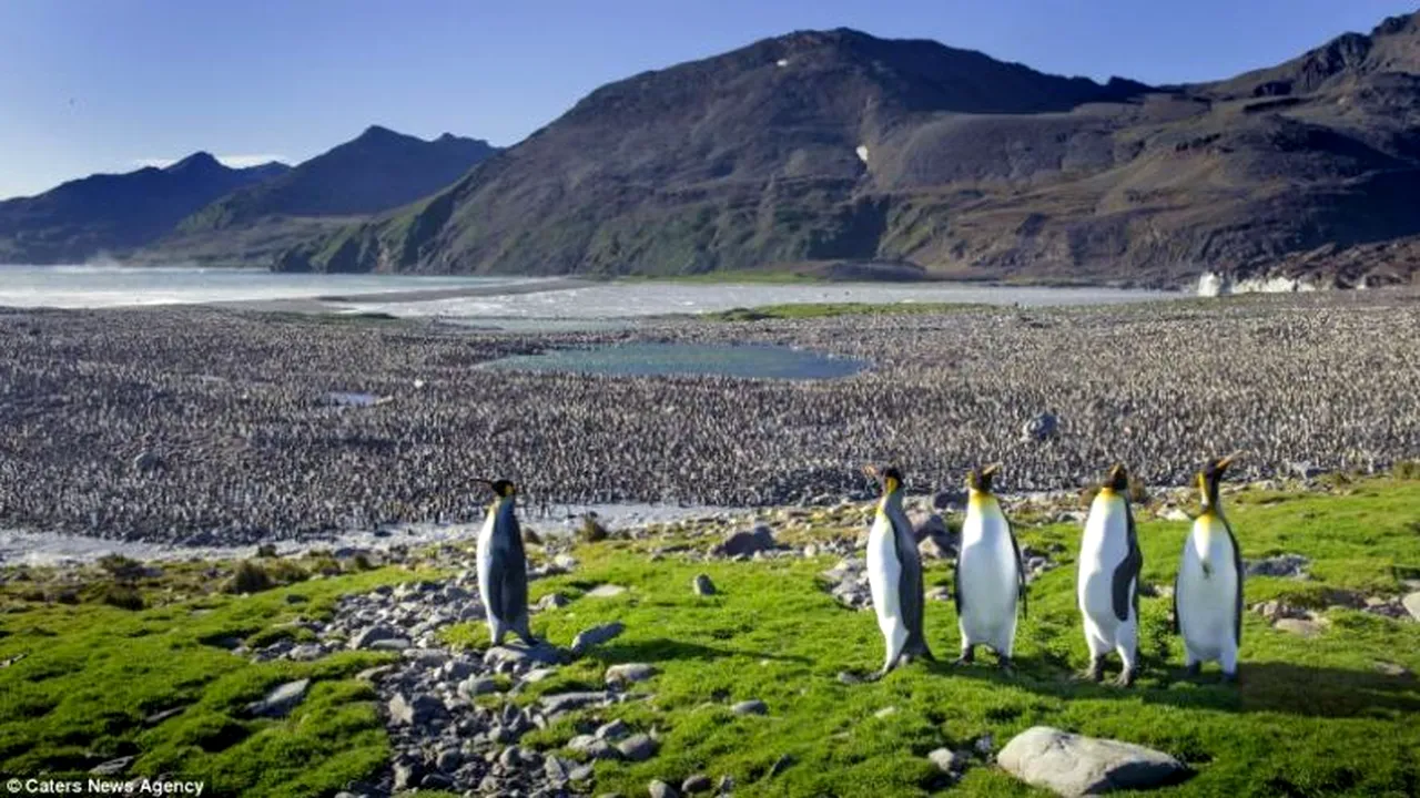 GALERIE FOTO. Cum așteaptă pinguinii marele îngheț