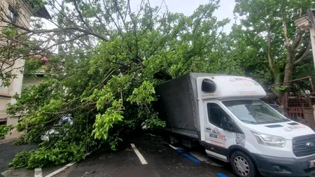 Încă un copac s-a prăbușit în București. A căzut peste patru mașini parcate și a rupt o țeavă de gaze