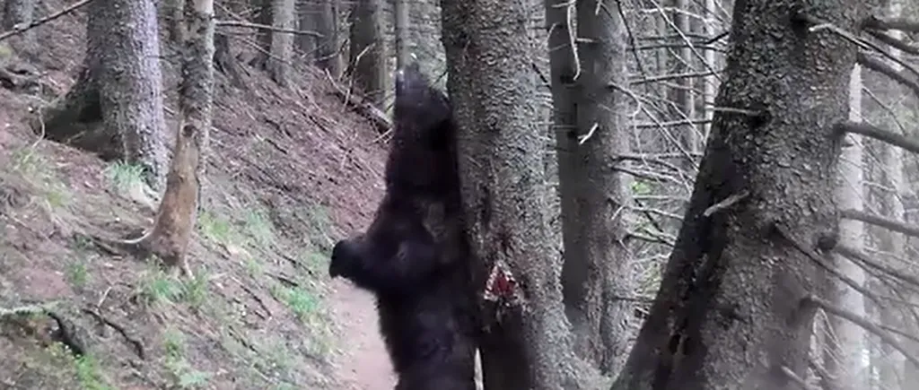 VIDEO spectaculos | Cum a apărut „Ursul Baloo” în pădurile din Parcul Național Piatra Craiului