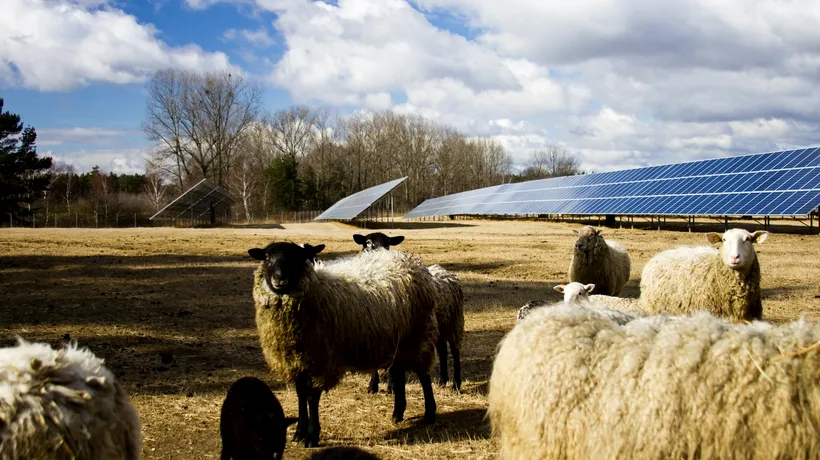 Un concept inovator aduce beneficii extraordinare pentru FERMIERI. Ce se întâmplă cu oile care pasc sub panourile solare?