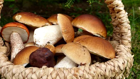 Mare atenție atunci când consumați CIUPERCI culese din pădure sau cumpărate de la comercianții de pe drum: „O astfel de intoxicație poate fi mortală”