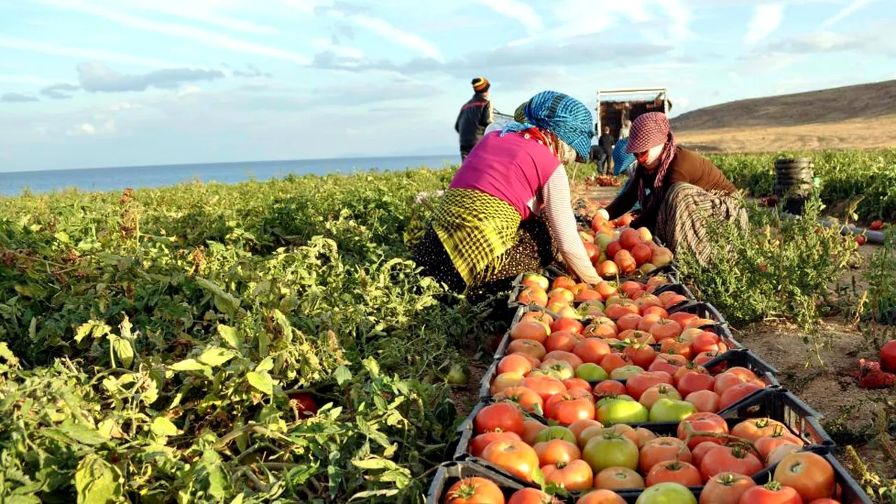 Turcia, unul dintre principalii furnizori de legume ai României, investește 5,3 miliarde de dolari în agricultură