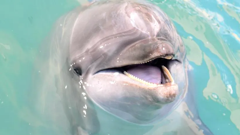 Cum le-a mulțumit o mamă-delfin pescarilor care i-au eliberat puiul - VIDEO