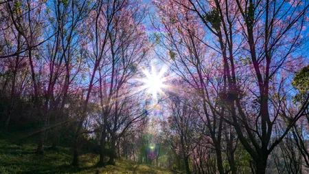 A fost cea mai călduroasă zi de 7 martie din ultimii 65 de ani. Maxime de până la 25 de grade în Vestul țării