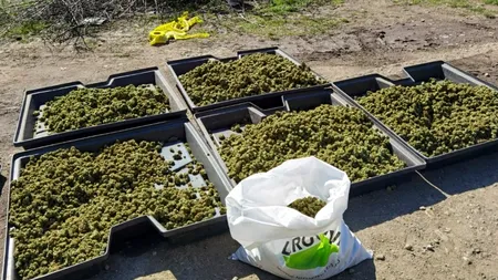 EXCLUSIV. Cine sunt cei doi spanioli, soț și soție, care și-au făcut plantație de cannabis într-un imobil din Craiova. Au fost arestați pentru 30 de zile