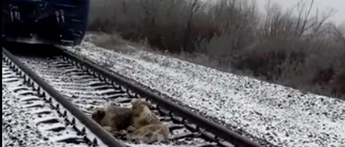 Un VIDEO care arată că și animalele știu să iubească: ce face acest cățel pe o cale ferată când trenul se apropie
