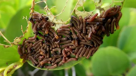 Insectele au fost aprobate ca aliment în UE. Medicul Mihaela Bilic: „Viermele de făină se dezvoltă spontan”