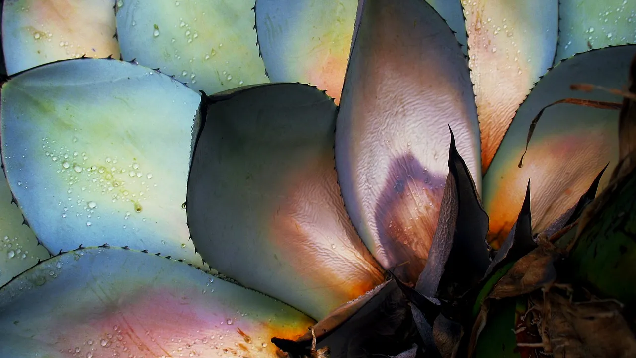 Plantele care aduc GHINION dacă le ții în casă. Trebuie să scapi de ele rapid