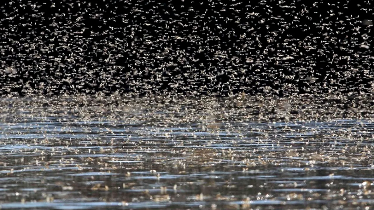 Miliarde de insecte au împerecheri homosexuale 