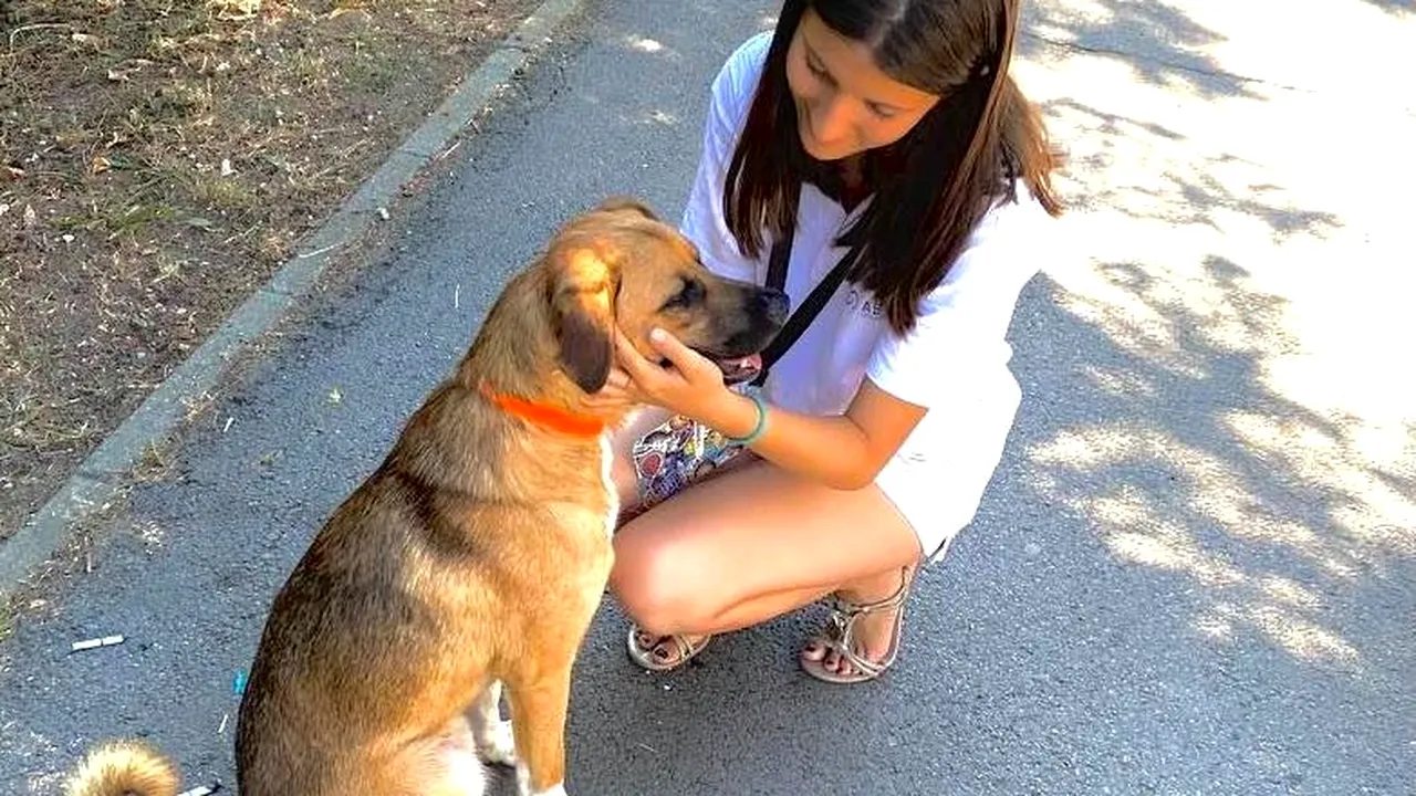 Primăria Capitalei va steriliza gratuit 10.000 de câini și pisici fără pedigree, dar care au stăpâni