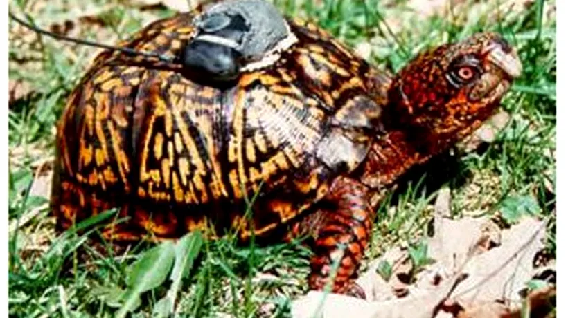 O broască țestoasă a dat de gol un tânăr ce cultiva marijuana. Povestea este incredibilă