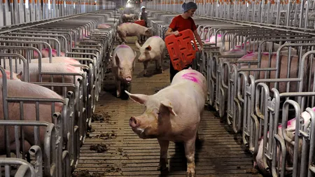 CIFRELE PESTEI PORCINE la acest moment: 1.145 de FOCARE în 301 de localități. Care sunt cele mai AFECTATE județe