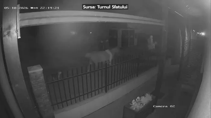 Doi cai de curse, care ar valora până la 15.000 de euro, au fost furați dintr-un padoc, lângă Sibiu. Hoții au plecat cu ei călare