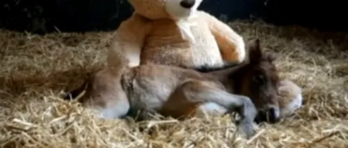 VIDEO. Prietenia dintre un ponei și un ursuleț de pluș. Sunt și ei precum copiii