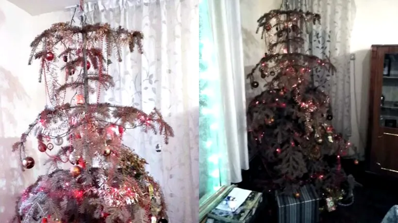 Doi frați din Aiud au în apartament un brad de Crăciun care rezistă de 14 ani. “Era prea frumos să-l aruncăm!”