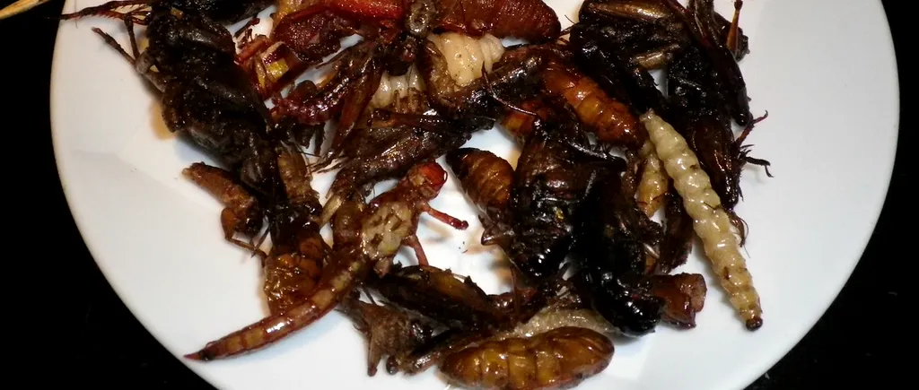 După viermele galben uscat și lăcusta călătoare, o nouă insectă poate fi folosită ca aliment în UE. Comisia Europeană a autorizat-o pentru consum