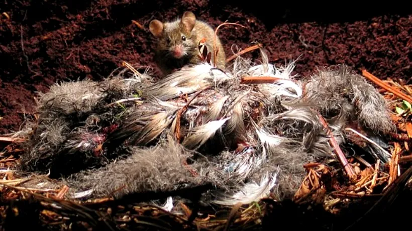 Invazia de șoareci în Marea Britanie pune în pericol păsările din speciile rare