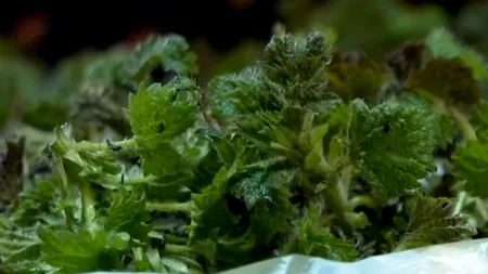 Leacurile băbești, tot mai POPULARE în sezonul rece