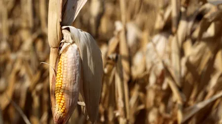 STUDIU. Efectele nocive pe care le are porumbul modificat genetic