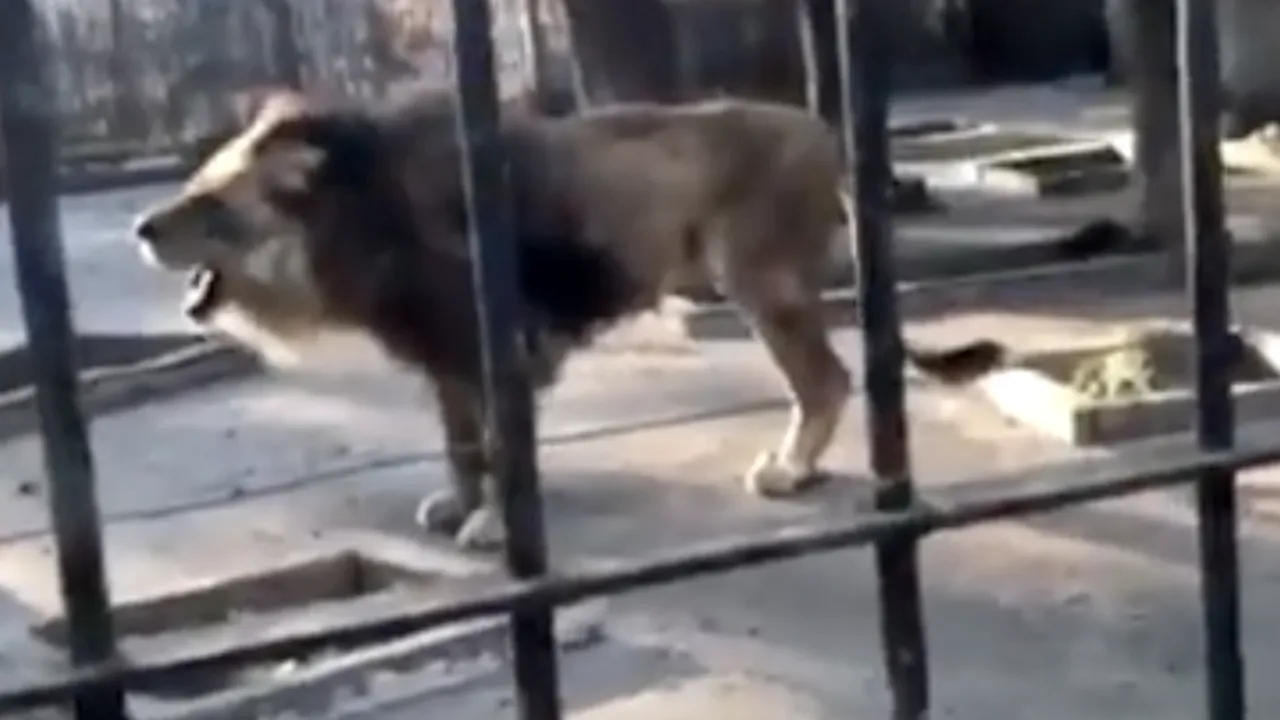 Un leu de la Grădina Zoologică din Brăila a ajuns piele și os