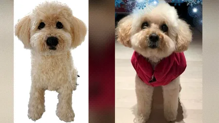 EXCLUSIV | Povestea nemaiauzită a sibiencei care croșetează câini de lână după modele reale . 