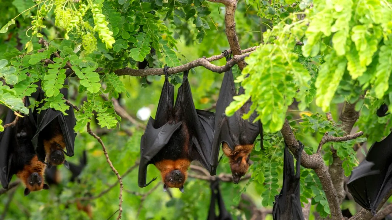 Un nou coronavirus asemănător cu SARS-CoV-2 a fost descoperit la liliecii din Thailanda!