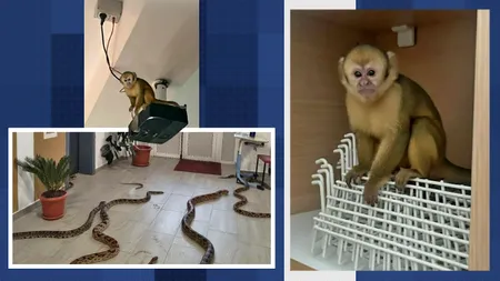 O farsă bine pusă la punct a speriat profesorii unei școli. Imagini cu maimuțe generate de AI au fost distribuite pe un grup de WhatsApp