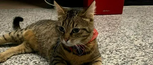 Dispariția pisicuței Vasi, mascota Aeroportului Otopeni, a provocat isterie pe rețelele de socializare. Ce s-a întâmplat cu „RĂPITORII” felinei