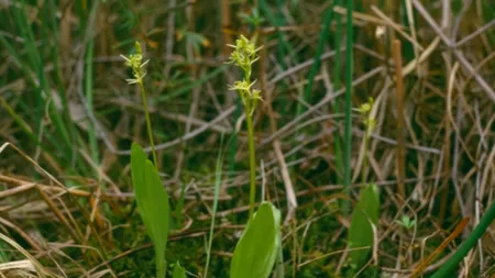 Ar fi trebuit să dispară în era glaciară, dar această plantă a fost descoperită acum în România. COMOARA de lângă Cluj