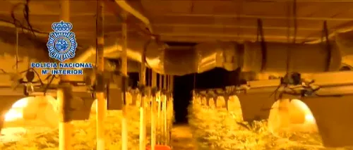 Cea mai mare plantație de cannabis subterană din Spania, creată români. Patru persoane au fost arestate