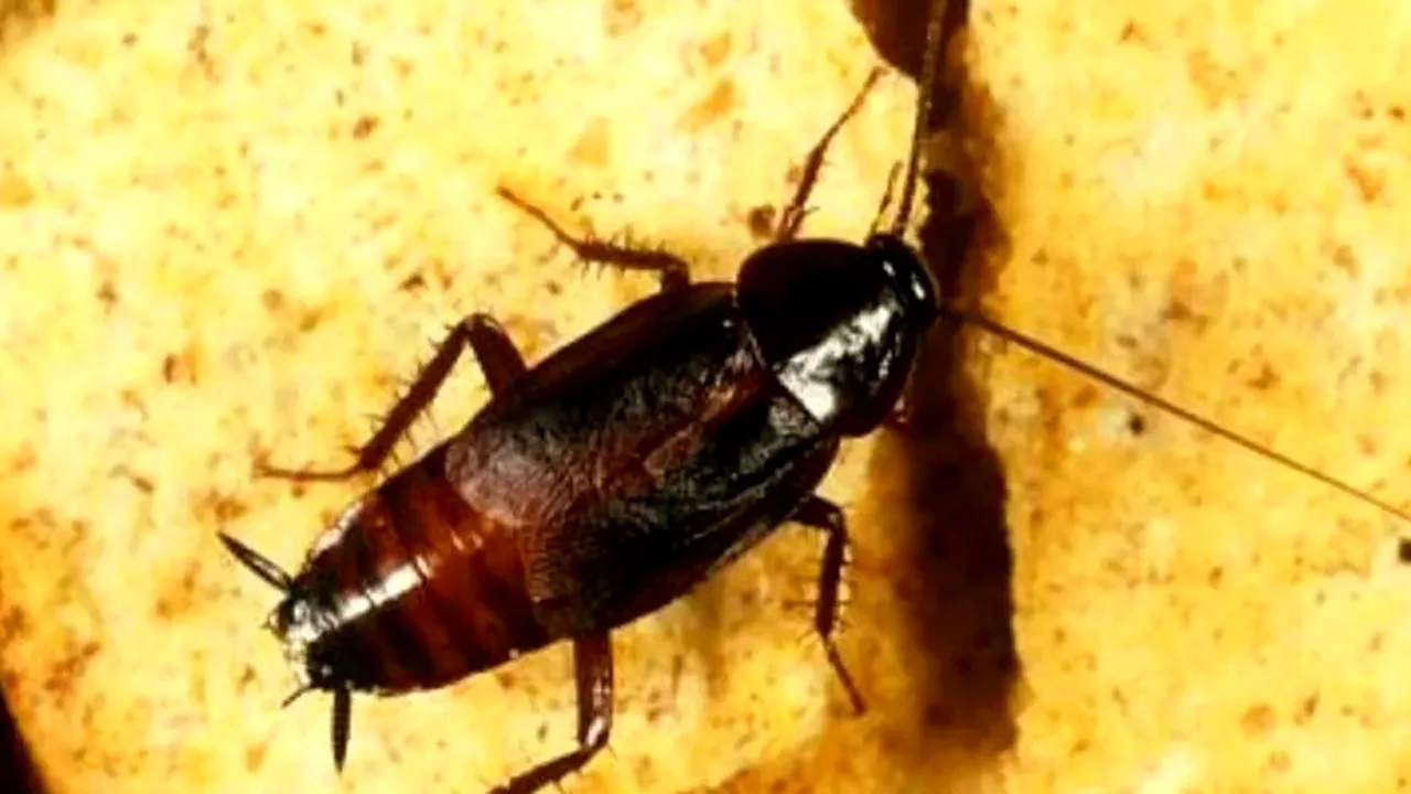 Cum scapi de gândacii de bucătărie cu soluții simple, la îndemâna oricui