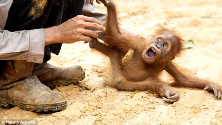 GALERIE FOTO. Cum reacționează un pui de urangutan când un grup de salvatori încearcă să-l captureze