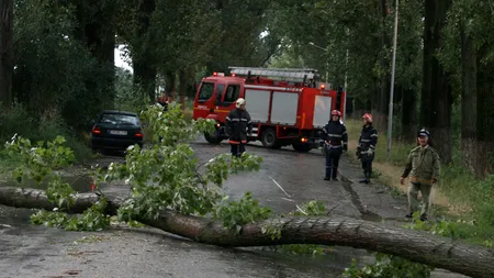 Cel puțin zece mașini, avariate de acoperișuri smulse de vânt și de copaci căzuți