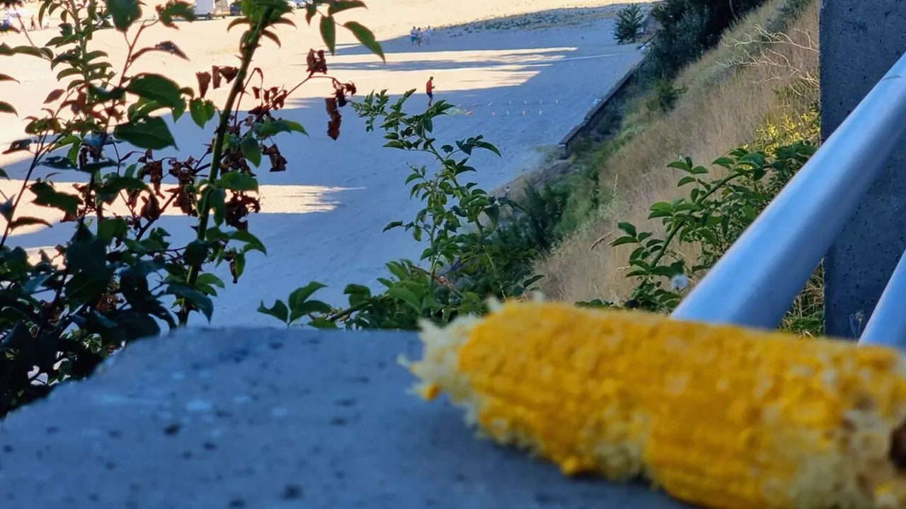 Mult mai scump decât berea. Câți lei a ajuns să coste un porumb fiert pe plaja din Eforie Nord