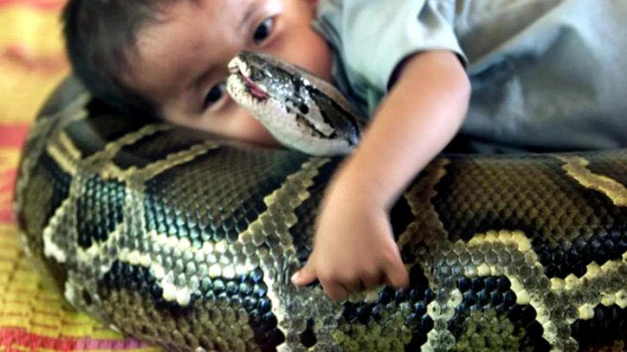 Care sunt cele mai neobișnuite animale de companie. GALERIE FOTO