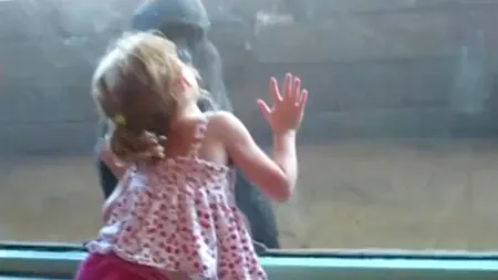 VIDEO. Cum s-a împrietenit o fetiță cu un pui de gorilă 