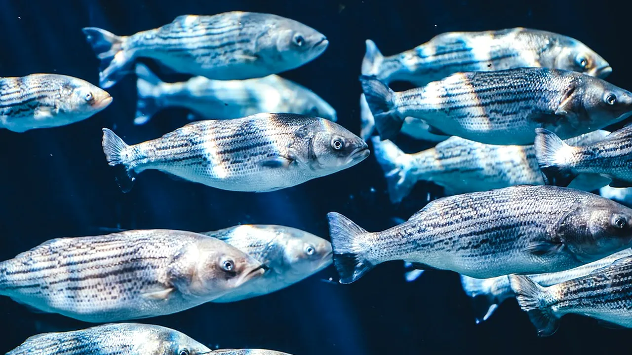 Peștii spioni. Ce metodă ingenioasă a găsit Pentagonul pentru a detecta dronele subacvatice